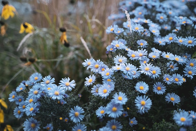 Disparo de enfoque selectivo de flores de aster