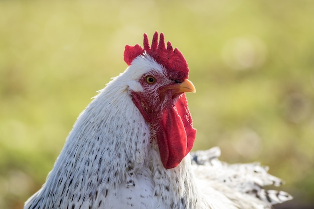 Disparo de enfoque selectivo de un gallo divertido