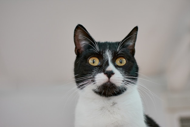 Disparo de enfoque selectivo de un gato blanco y negro con grandes ojos amarillos