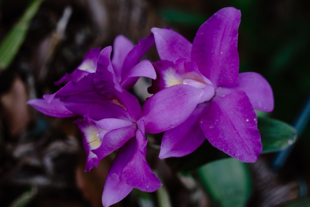 Disparo de enfoque selectivo de hermosas orquídeas Cattleya púrpura