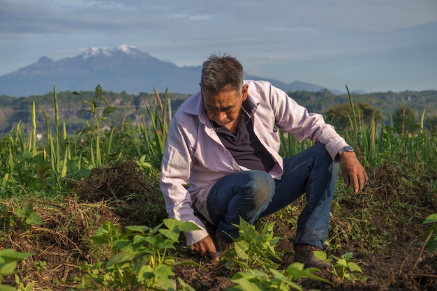 Un disparo de enfoque selectivo de un hombre hispano cultivando frijoles negros en México