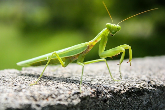 Disparo de enfoque selectivo de una mantis europea