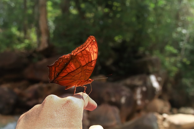 Disparo de enfoque selectivo de una mariposa naranja en un dedo