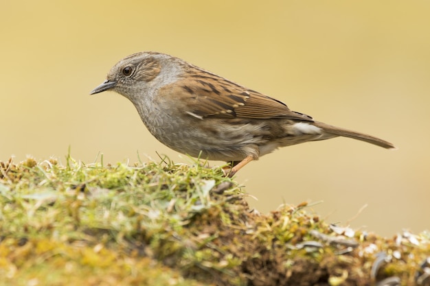 Disparo de enfoque selectivo de un pájaro Dunnock posado sobre el césped