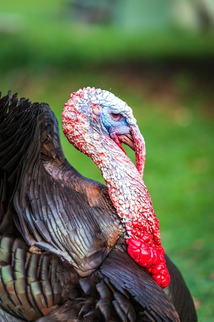 Disparo de enfoque selectivo de pavo doméstico en una granja