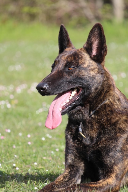 Disparo de enfoque selectivo de un perro pastor holandés con lengua fuera en el parque