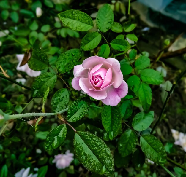 Disparo de enfoque selectivo de una rosa rosa rodeada de vegetación