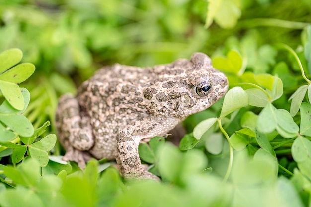 Disparo de enfoque selectivo de un sapo común en pastizales en la naturaleza al aire libre