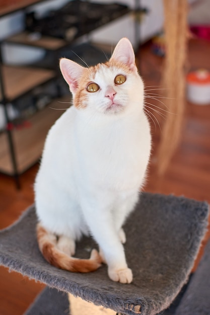 Disparo de enfoque selectivo vertical de un lindo gato