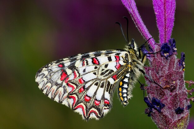 Disparo de enfoque selectivo de una Zerynthia rumina o español festón de mariposas en una flor