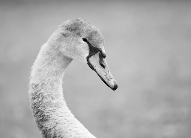 Disparo en escala de grises de un cygnet sobre un fondo borroso