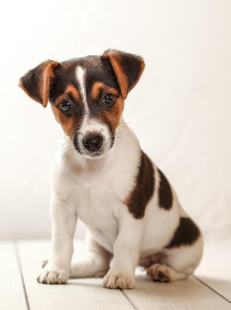 Disparo de estudio - Cachorro de Jack Russell terrier sentado en pizarras blancas.