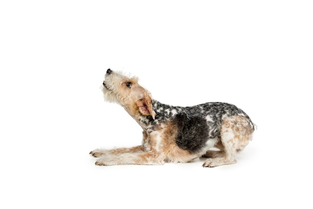 Disparo de estudio de hermoso perro fox terrier pura raza posando aislado sobre fondo blanco juguetón