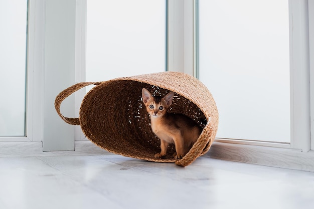 Disparo de estudio de pequeño lindo gatito abisinio jugando en la canasta en el fondo de la ventana blanca de casa