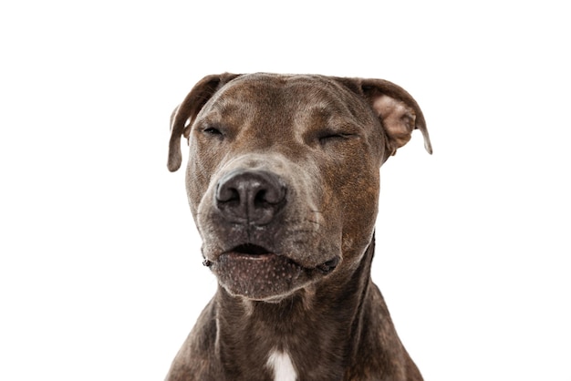 Disparo de estudio de perro de pura raza pit bull terrier americano posando con los ojos cerrados aislado sobre blanco