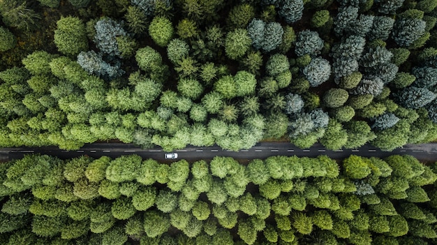 Disparo de fotograma completo de árboles en el bosque