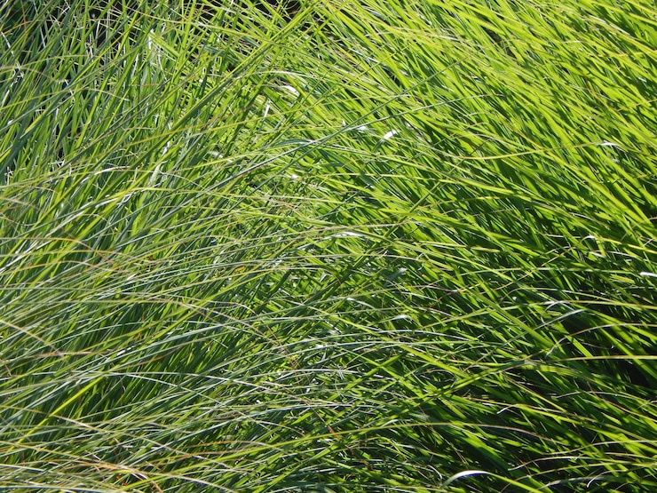 Foto disparo de fotograma completo del campo de trigo