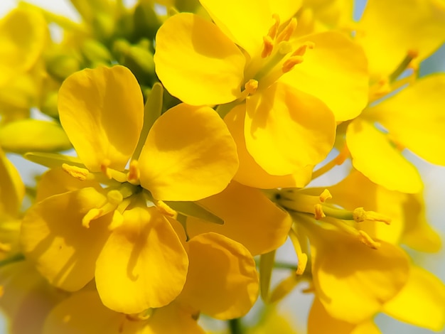 Disparo de fotograma completo de flores amarillas mostaza