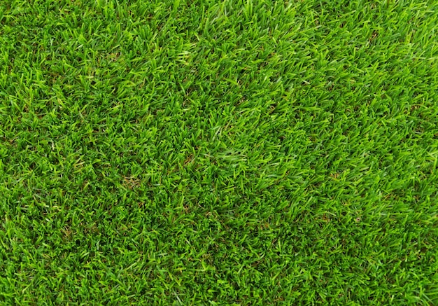Disparo de fotograma completo de hierba verde