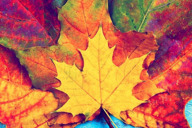 Disparo de fotograma completo de hojas de otoño
