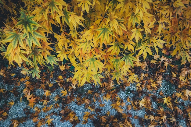 Disparo de fotograma completo de hojas de otoño