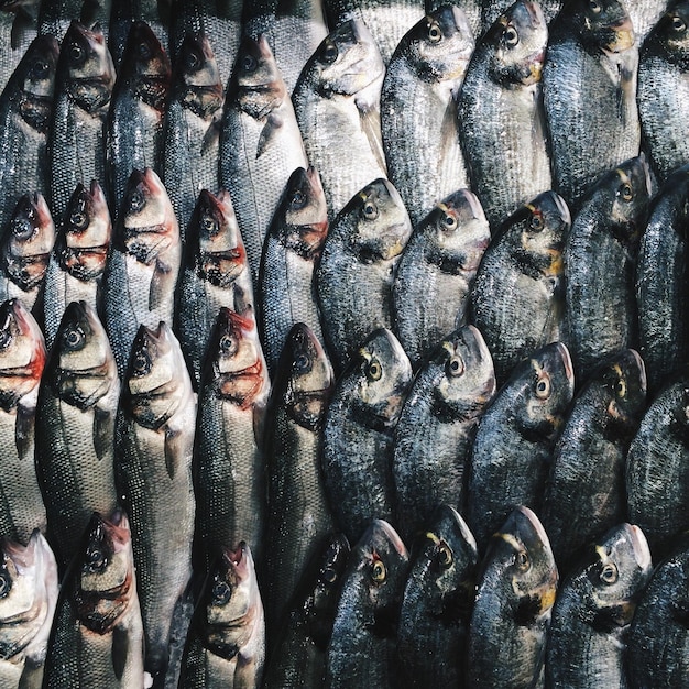 Disparo de fotograma completo de pescado