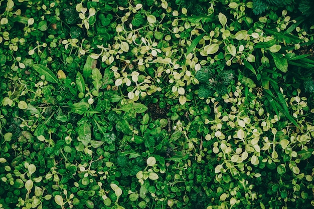 Disparo de fotograma completo de plantas verdes frescas