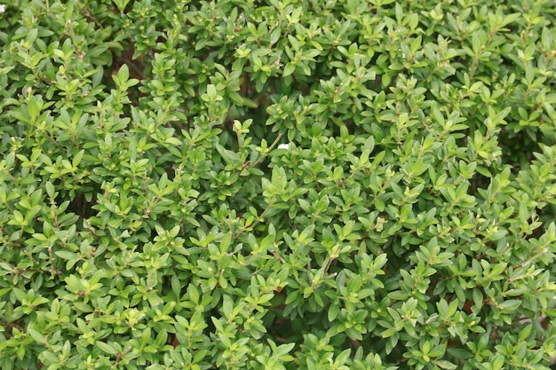 Disparo de fotograma completo de plantas verdes frescas