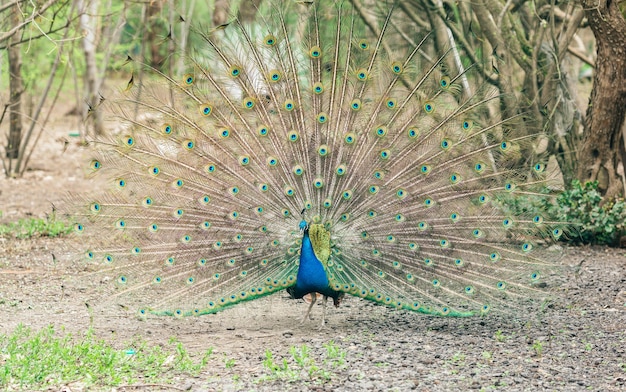 Disparo de fotograma completo de plumas de pavo real