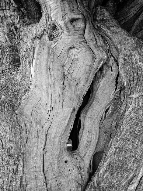 Disparo de fotograma completo del tronco de un árbol