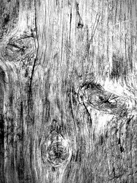 Disparo de fotograma completo del tronco de un árbol