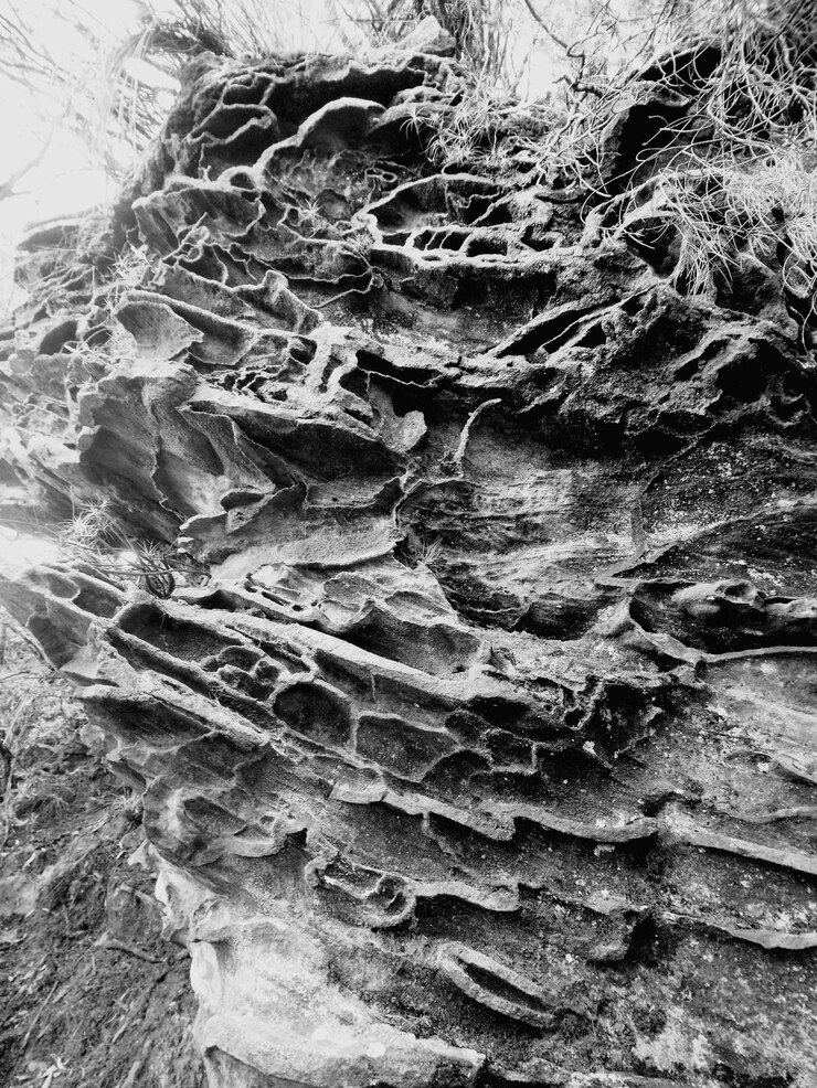 Disparo de fotograma completo del tronco de un árbol