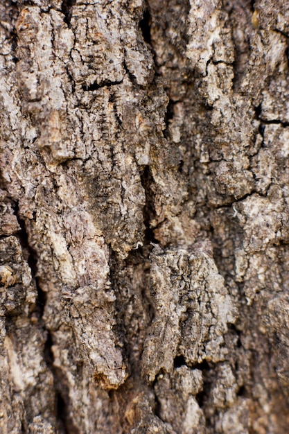 Disparo de fotograma completo del tronco de un árbol