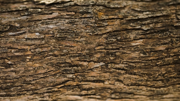 Foto disparo de fotograma completo de un viejo tronco de árbol