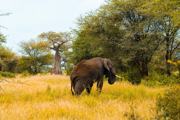 Disparo horizontal de un elefante africano caminando en un campo durante el día