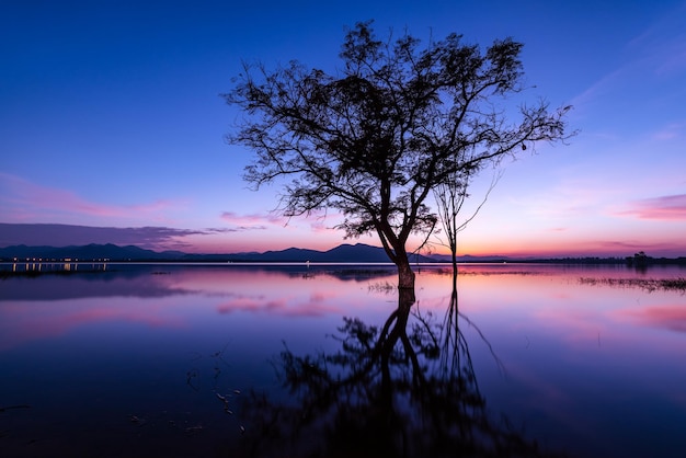 Disparo de larga exposición de siluetas de árboles reflejados en el agua y sobre el colorido cielo rosa azul de la puesta de sol