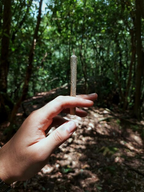 Foto disparo de mano de marihuana con bosque en el fondo