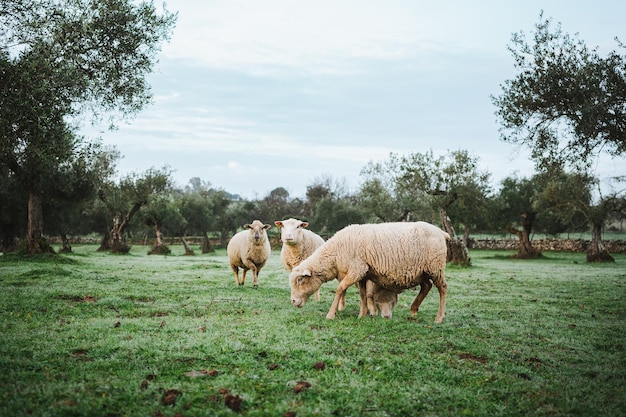 Disparo de un pacífico rebaño de ovejas comiendo hierba en el campo en España