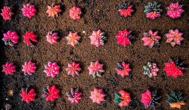 Disparo de primer plano de invernadero de cactus