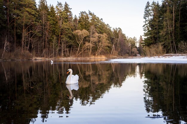 Un disparo selectivo de enfoque superficial de un hermoso cisne mudo nadando en el agua en un día soleado