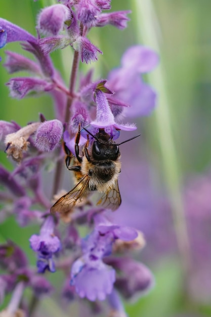 Disparo vertical de una abeja albañil roja hembra, Osmi rufa, disfrutando del netar de flores rosas de menta, Nepeata cataria