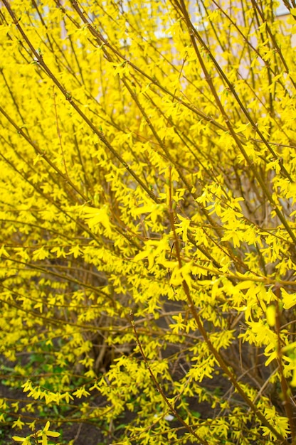 Disparo vertical del arbusto Forsythia con hermosas flores amarillas durante el día