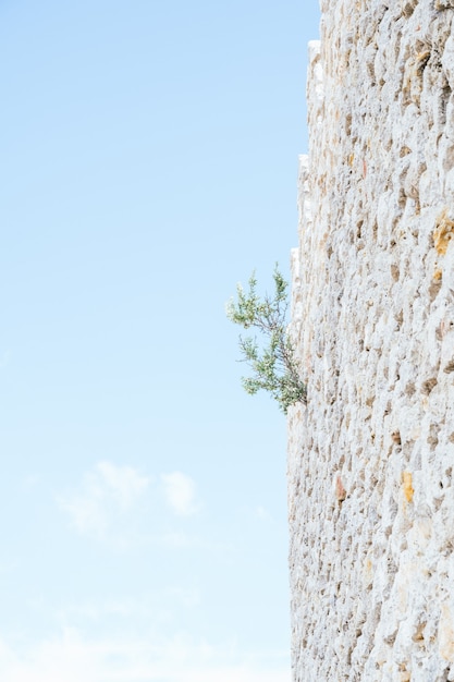 Disparo vertical de un arbusto que crece en la muralla de un castillo. Concepto de supervivencia, superación. Imagen con espacio de copia.