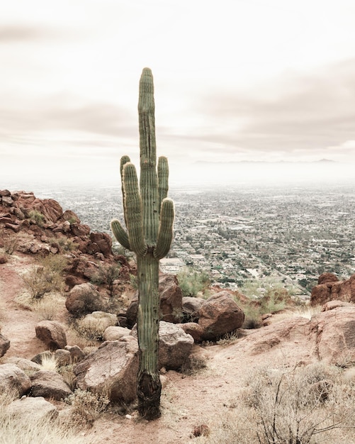 Disparo vertical de cacto Saguaro en un desierto contra un cielo