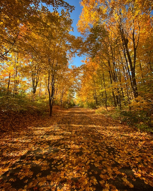 Disparo vertical de un camino en el bosque en otoño