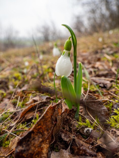 Disparo vertical de campanilla en un campo