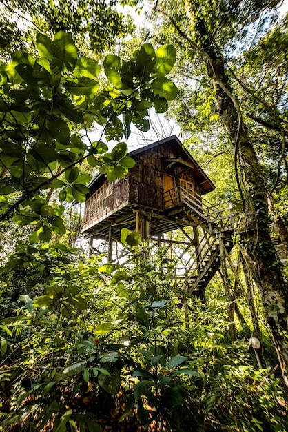 Disparo vertical de una casa en el árbol rodeada de árboles en el bosque