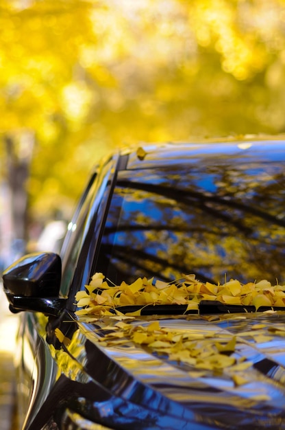 Foto disparo vertical de un coche cubierto de hojas de naranja caídas en otoño