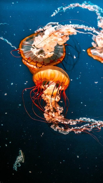 Disparo vertical de coloridas medusas vibrantes en un acuario