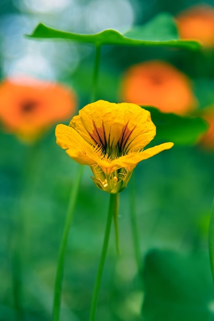 Disparo vertical de una flor amarilla en un jardín con fondo borroso